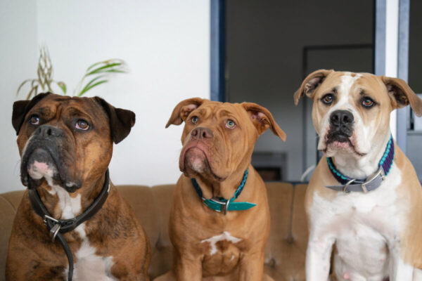 Motiv: Drei nebeneinandersitzende Hunde in einem Büroraum